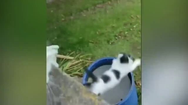 Приколы с животными?