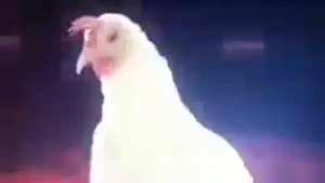 Курица поёт ! Будильник крутой слушать всем