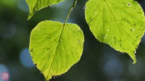 Фотошкола рекомендует: Обзор объектива Olympus M.Zuiko Digital 45mm f/1.8