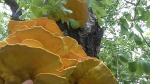 Meet the mushroom Laetiporus sulphureus, on on cherry wild trunk