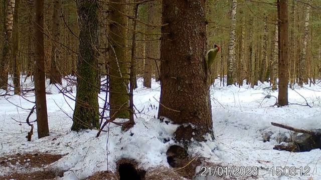 Зеленый краснокнижный Дятел#дятлы#зеленыйдятел#дятел#краснокнижныйзеленыйдятел#дятелумуравейника смотреть онлайн