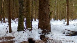 Зеленый краснокнижный Дятел#дятлы#зеленыйдятел#дятел#краснокнижныйзеленыйдятел#дятелумуравейника