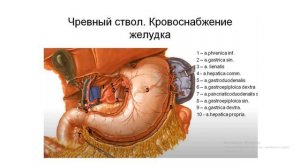 Чревный ствол