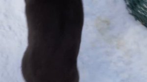 Щенки ВЕО 2х- пометов Р-С (возраст 2 месяца)