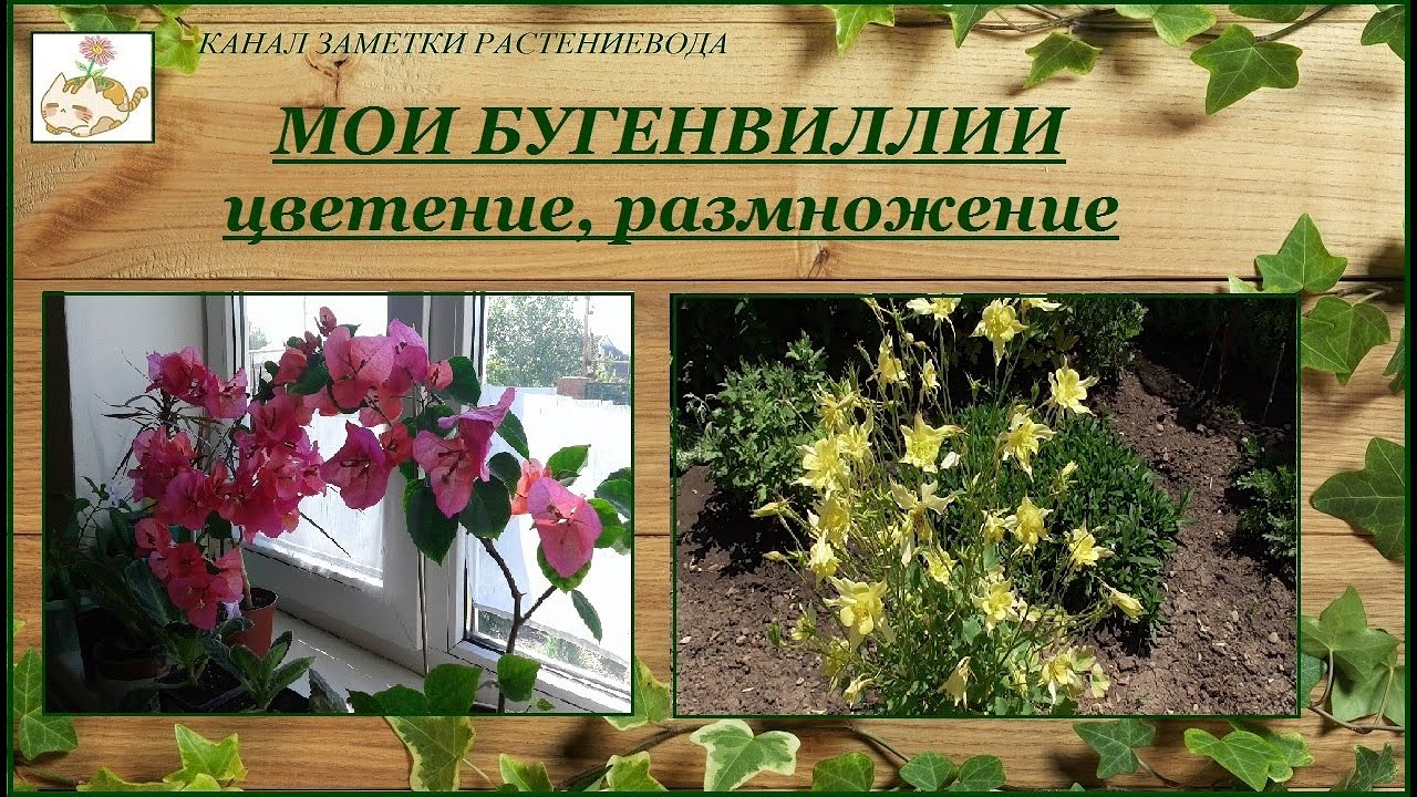 Мои бугенвиллии (цветение, размножение), аквилегия и нивяник