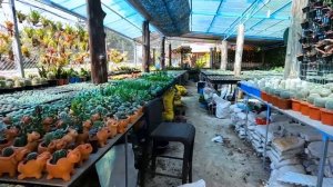 Магазины растений в Таиланде ?  Орхидеи, неорегелии, папоротники