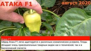 Перец Атака F1.