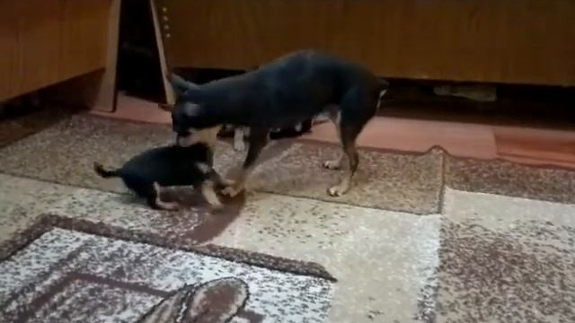 Игра щенков с мамой смотреть онлайн