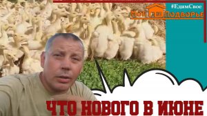 Новости в хозяйстве: СТАР 53, РОСС 308, Индюки.  Заказал гусей, баранов и свиней.  "Мое Подворье"