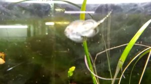 Аквариумная рыбка для чистки стекол Псевдоскат севилья (Beaufortia leveretti)