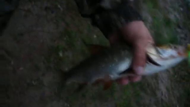 Волхов Судак ,Жерех 010.mov смотреть онлайн