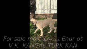 Питомник кангалов в России "В.К. КАНГАЛ ТУРК КАН"