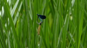 Slovenska fauna, Wildlife Slovenia, Faune Slovénie, Križna Jama et Rakov Škocjan, bat, fish, frog..