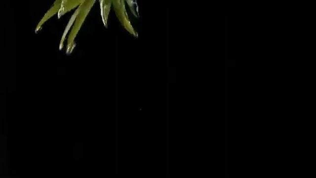 BALANCER ADEPT НА КОКОСОВОМ МОЛОКЕ капучино, пина колада, матча латте смотреть онлайн