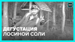 Гуляющие по лесопарку лизнули соль для лосей — Москва 24