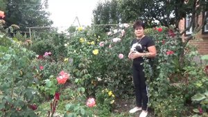 Розы осенью  Что делать с розами в сентябре