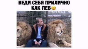Веди себя прилично как лев!