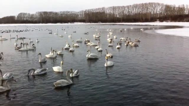 Лебеди (Белокуриха 02-2014) смотреть онлайн