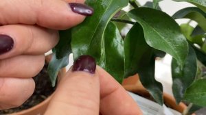 Обзор и сравнение кумкватов #цитрусовые #комнатныерастения