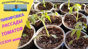 Пикирование рассады томатов.