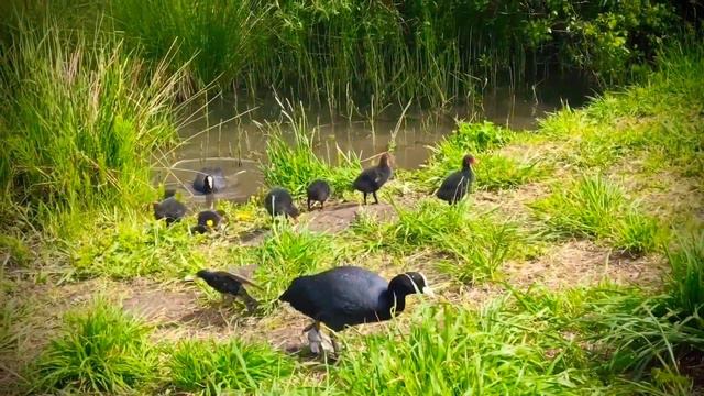 До свидания Красное село 🙋🏼♀️ смотреть онлайн