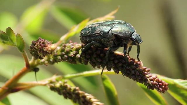 Жук «БРОНЗОВКА ЗОЛОТИСТАЯ» / Cetonia aurata смотреть онлайн