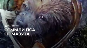 Отмыли пса от мазута