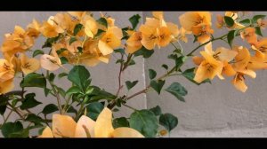 Bougainvillea - Monalisa Yellow