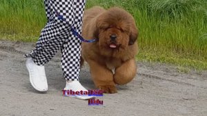 Тибетский мастиф щенок 3.5 месяца. Девочка. РКФ/FCI