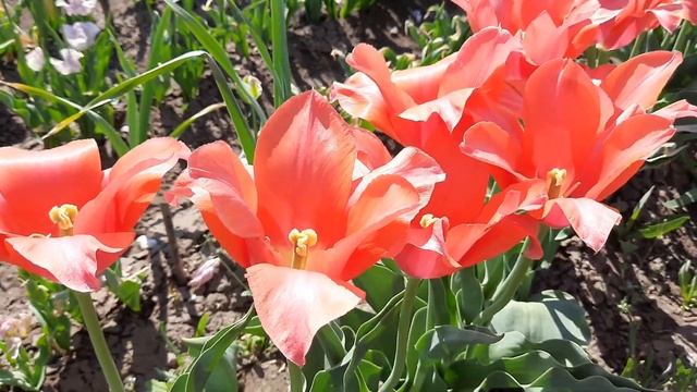 Тюльпан-ГИГАНТ и его цветение Темпл оф Бьюти / Tulip Temple of Beauty / Rozi Mira смотреть онлайн