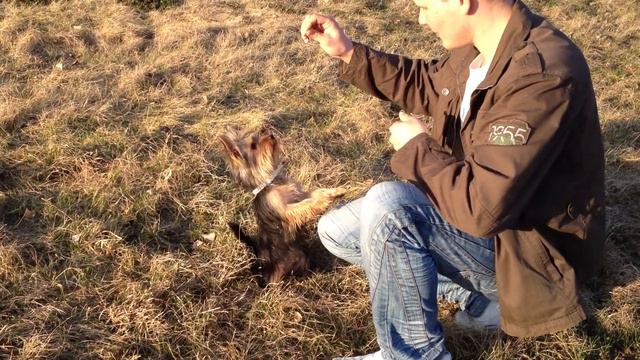 Йоркширские терьеры (Сэнди и Бумер) смотреть онлайн