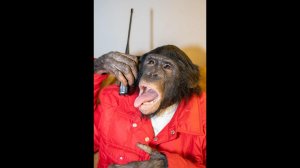 СТРИМ / ШИМПАНЗЕ Боня и ДАН ЗАПАШНЫЙ /Алматинский цирк 01.02.2024