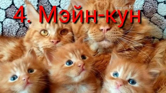 Топ 10 самых добрых пород кошек и котов смотреть онлайн