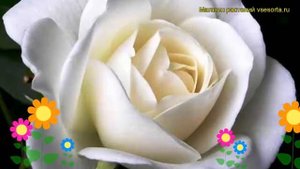 Роза чайно-гибридная Вайт Наоми. Краткий обзор, описание характеристик White Naomi