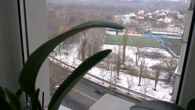 My north window. Cattleya BLC Eagl Eye All Victory BLC Almakee Thipmalee ets смотреть онлайн