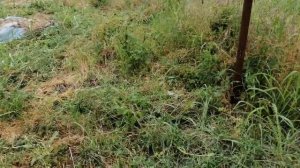 Как бороться с сорняком на участке: средство от сорняков