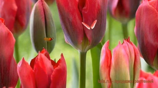 Тюльпан обыкновенный Ред Спринггрин (tyulpan) ? обзор: как сажать, луковицы тюльпаны Ред Спринггрин смотреть онлайн