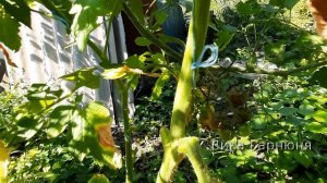 Томат Чио чио сан удивительно  урожайный