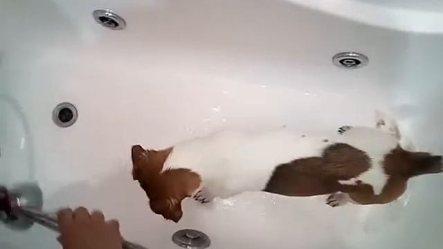 Джек Рассел , всегда на охоте смотреть онлайн