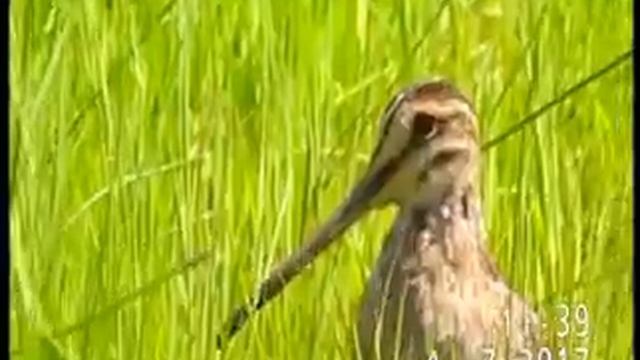 БЕКАС ОБЫКНОВЕННЫЙ ОБДУМЫВАЕТ ПРОЕКТ МОНУМЕНТА БЕКАСАМ смотреть онлайн