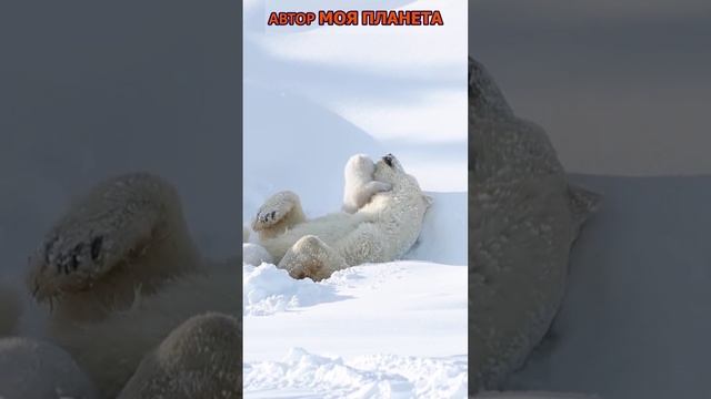 Белые медведи смотреть видео как выглядит факты факт  красивые красиво