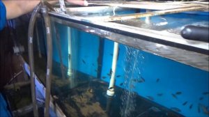 В гостях у Русских аквариумов.50000 подписчиков .