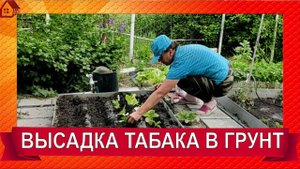 Выращивание курительного табака на садовом участке. Видео отчет - высадка рассады табака в грунт.