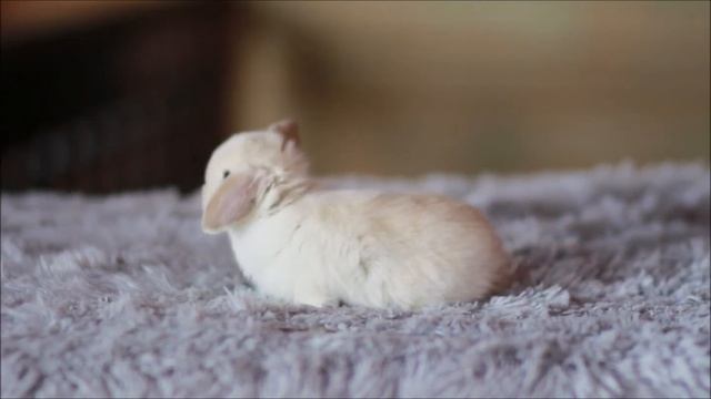 Вислоухий карликовый кролик, окрас сиам агути смотреть онлайн