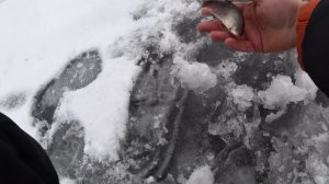 Флажки не Давали мне Скучать! Ловля на Жерлицы! Зимняя Рыбалка ( 2019 ) на Щуки.