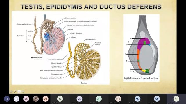 Anatomy Lecture - Male Genital + Urinary System смотреть онлайн