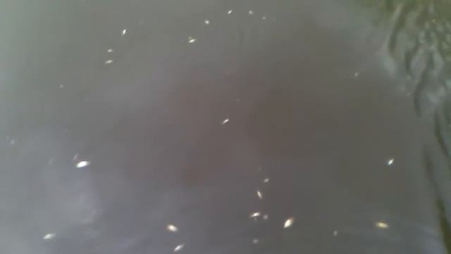 Мертвая рыба река исеть смотреть онлайн