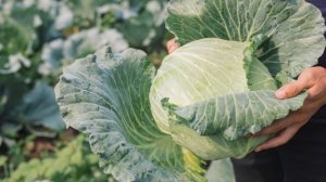 Томок огригини тезда даволаш уй шароитида