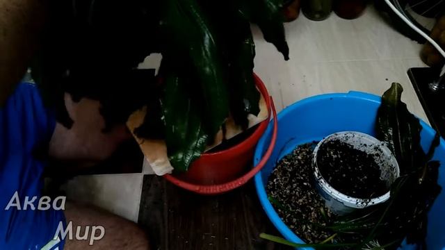 Эхинодорус размножение делением корневища смотреть онлайн