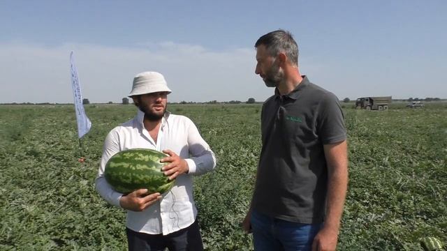 ОСМАН F1 - перспективный гибрид арбуза #семенаарбуза #лучшиесемена #арбузосман